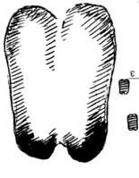 otpechatki-nog-domashnei-ovcy.jpg