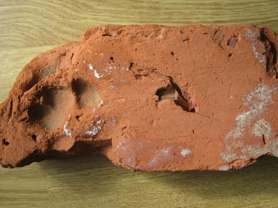 лапа-.jpg